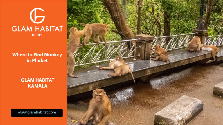 Where to Find Monkey in Phuket