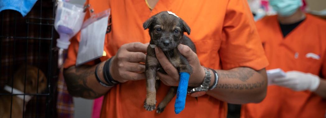 Soi Dog Foundation veterinary staff caring for a rescued street puppy