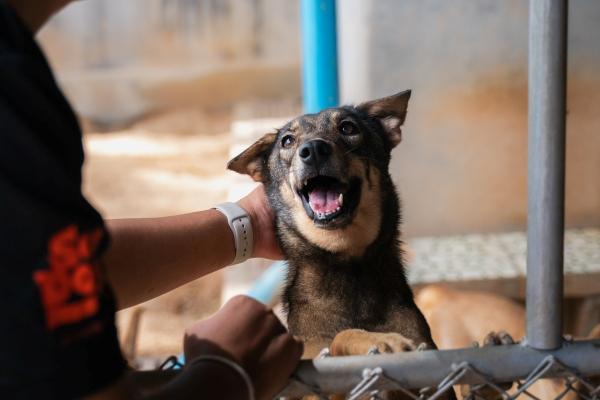 Rescued street dog being petted at a Soi Dog Foundation shelter