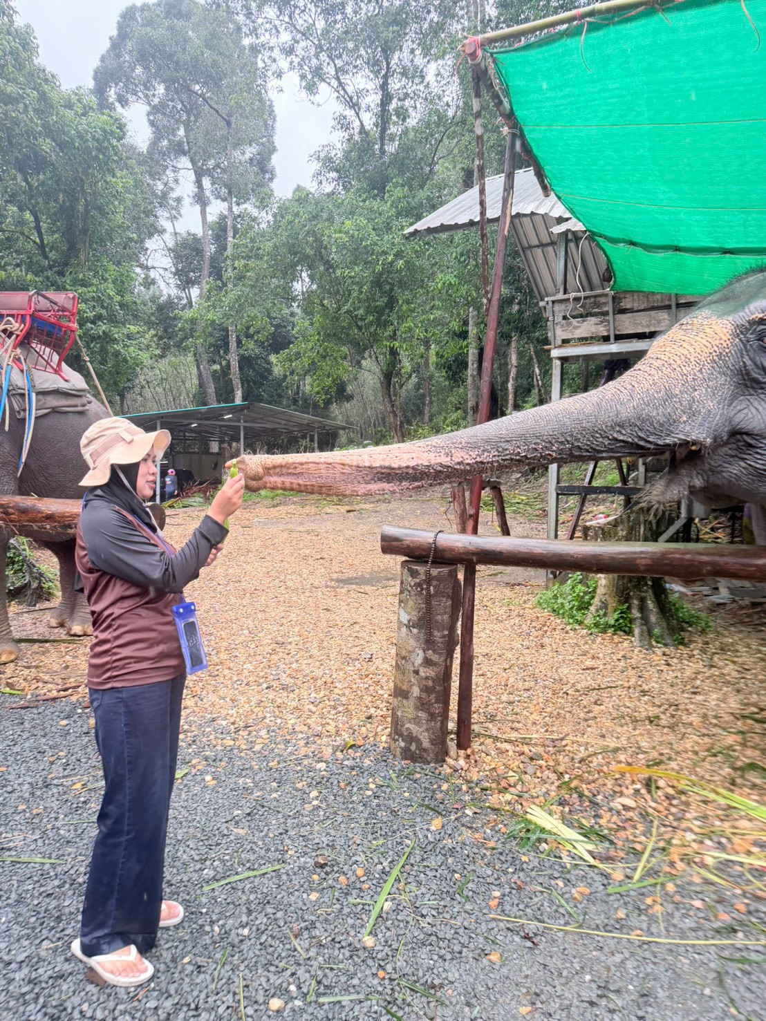A Glam Habitat team member hand-feeding a resident elephant at the Phang Nga adventure camp during Outing 2026